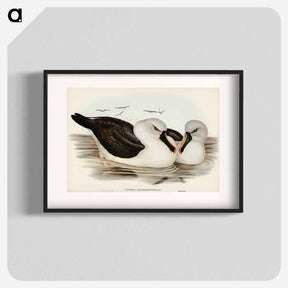 アートポスター-Yellow-billed Albatross
 - ジョン グールド Poster.