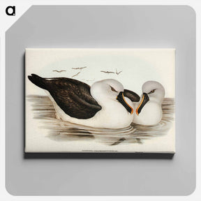 アートパネル-Yellow-billed Albatross
 - ジョン グールド Canvas.