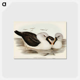 アートポストカード-Yellow-billed Albatross
 - ジョン グールド Postcard.