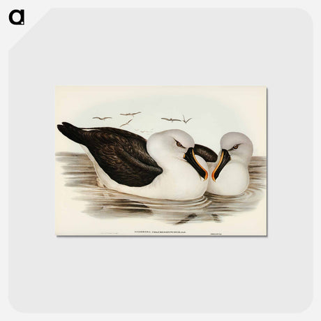 アートポストカード-Yellow-billed Albatross
 - ジョン グールド Postcard.