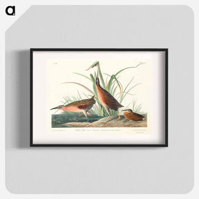 アートポスター-Virginia Rail
 - ジョン ジェームス オーデュボン Poster.