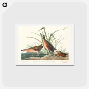アートポストカード-Virginia Rail
 - ジョン ジェームス オーデュボン Postcard.