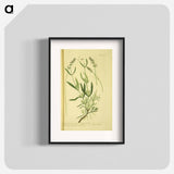 アートポスター-Spica latifolia
 - 国立医学図書館 Poster.