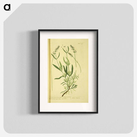 アートポスター-Spica latifolia
 - 国立医学図書館 Poster.