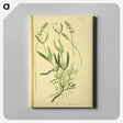 アートパネル-Spica latifolia
 - 国立医学図書館 Canvas.
