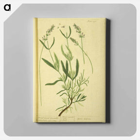 アートパネル-Spica latifolia
 - 国立医学図書館 Canvas.