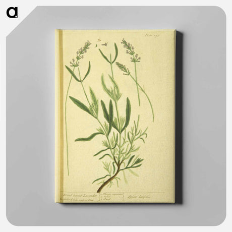 アートパネル-Spica latifolia
 - 国立医学図書館 Canvas.