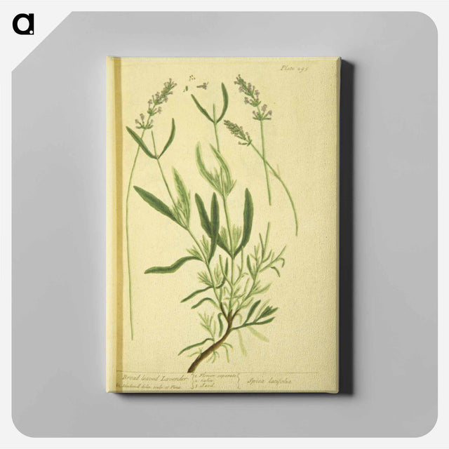アートパネル-Spica latifolia
 - 国立医学図書館 Canvas.