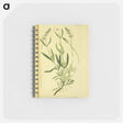 アートメモ帳-Spica latifolia
 - 国立医学図書館 Memo.
