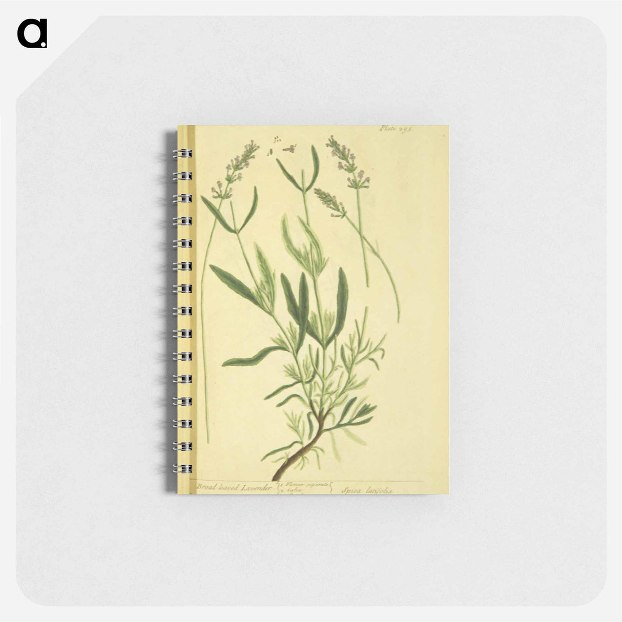 アートメモ帳-Spica latifolia
 - 国立医学図書館 Memo.