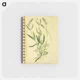 アートメモ帳-Spica latifolia
 - 国立医学図書館 Memo.