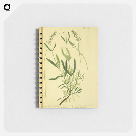 アートメモ帳-Spica latifolia
 - 国立医学図書館 Memo.