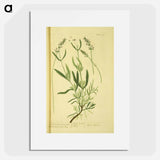 アートポスター-Spica latifolia
 - 国立医学図書館 Poster.