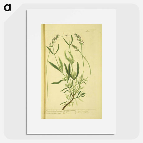 アートポスター-Spica latifolia
 - 国立医学図書館 Poster.