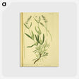 アートポストカード-Spica latifolia
 - 国立医学図書館 Postcard.
