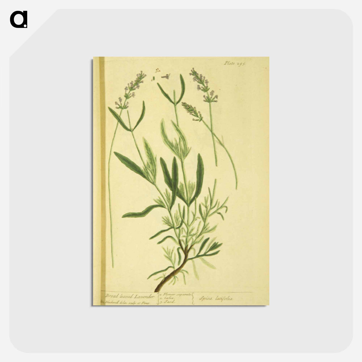 アートポストカード-Spica latifolia
 - 国立医学図書館 Postcard.