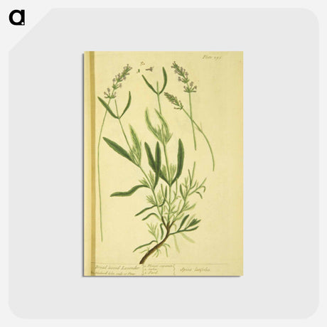 アートポストカード-Spica latifolia
 - 国立医学図書館 Postcard.
