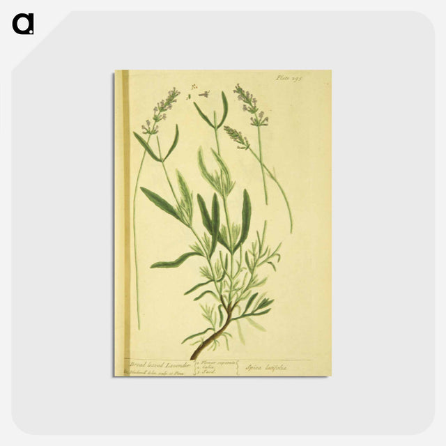 アートポストカード-Spica latifolia
 - 国立医学図書館 Postcard.