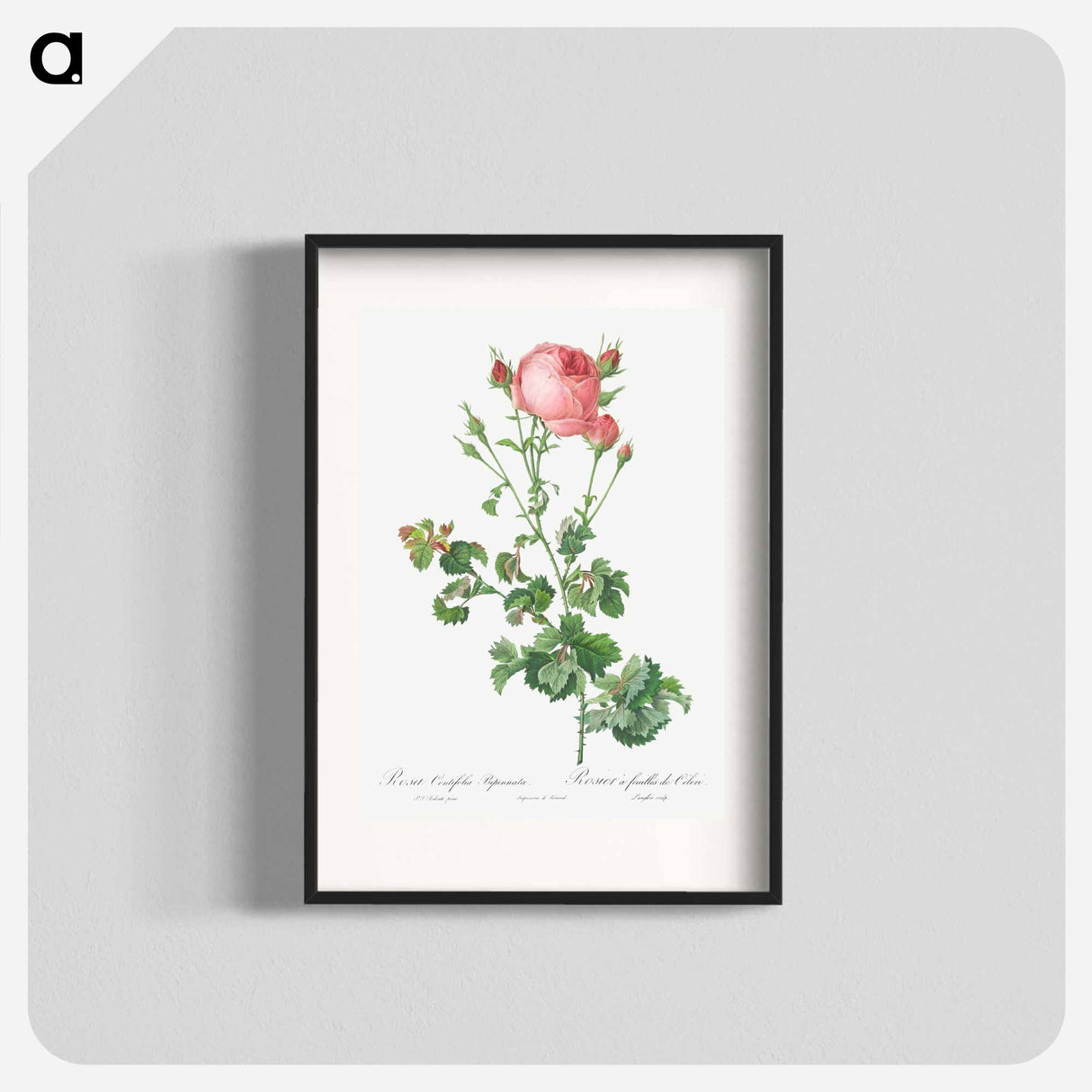 Celery-Leaved Variety of Cabbage Rose, Rosa centifolia bipinnata - ピエール ジョゼフ ルドゥーテ Poster.