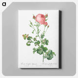 アートパネル-Celery-Leaved Variety of Cabbage Rose, Rosa centifolia bipinnata - ピエール ジョゼフ ルドゥーテ Canvas.