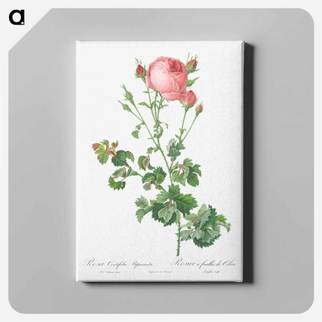 アートパネル-Celery-Leaved Variety of Cabbage Rose, Rosa centifolia bipinnata - ピエール ジョゼフ ルドゥーテ Canvas.