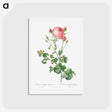 アートポストカード-Celery-Leaved Variety of Cabbage Rose, Rosa centifolia bipinnata - ピエール ジョゼフ ルドゥーテ Postcard.