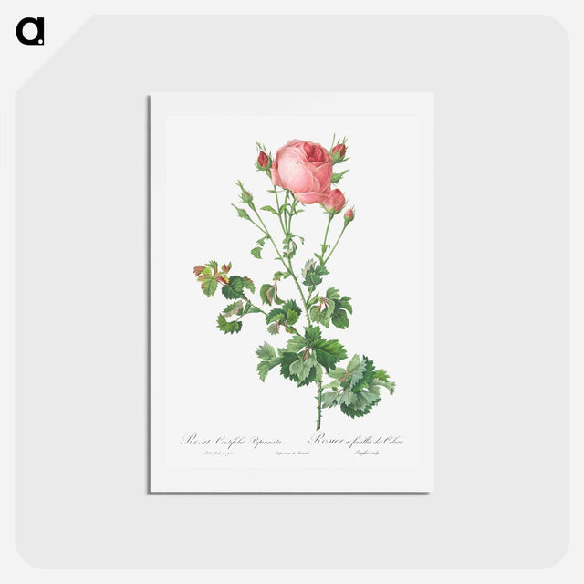 アートポストカード-Celery-Leaved Variety of Cabbage Rose, Rosa centifolia bipinnata - ピエール ジョゼフ ルドゥーテ Postcard.