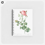 Celery-Leaved Variety of Cabbage Rose, Rosa centifolia bipinnata - ピエール ジョゼフ ルドゥーテ Memo.