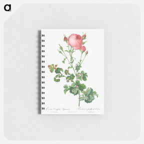 アートメモ帳-Celery-Leaved Variety of Cabbage Rose, Rosa centifolia bipinnata - ピエール ジョゼフ ルドゥーテ Memo.