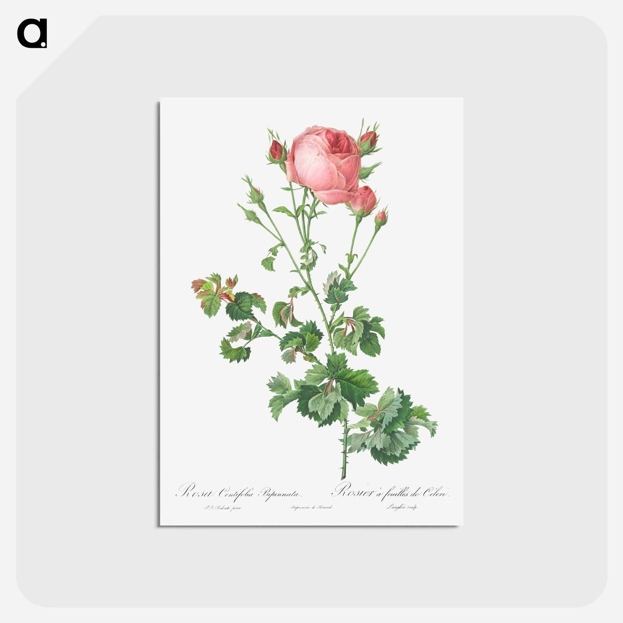 アートポストカード-Celery-Leaved Variety of Cabbage Rose, Rosa centifolia bipinnata - ピエール ジョゼフ ルドゥーテ Postcard.