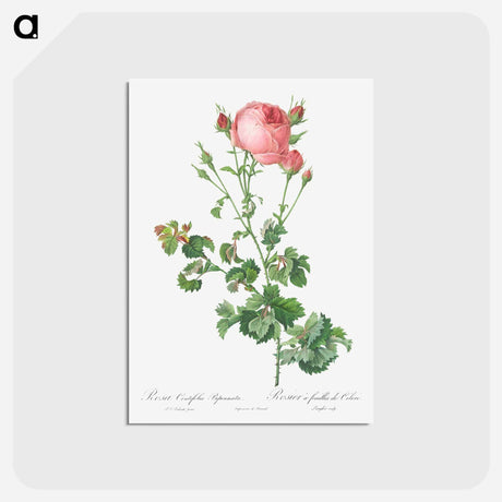 アートポストカード-Celery-Leaved Variety of Cabbage Rose, Rosa centifolia bipinnata - ピエール ジョゼフ ルドゥーテ Postcard.