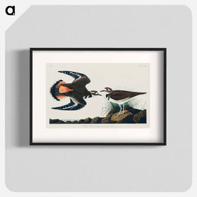アートポスター-Kildeer Plover
 - アメリカの鳥たち Poster.
