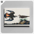 アートパネル-Kildeer Plover
 - アメリカの鳥たち Canvas.