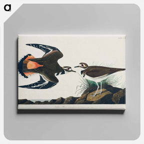 アートパネル-Kildeer Plover
 - アメリカの鳥たち Canvas.