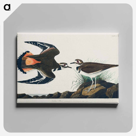 アートパネル-Kildeer Plover
 - アメリカの鳥たち Canvas.