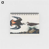 アートメモ帳-Kildeer Plover
 - アメリカの鳥たち Memo.