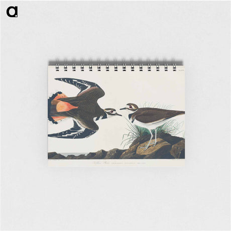 アートメモ帳-Kildeer Plover
 - アメリカの鳥たち Memo.