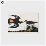 アートポストカード-Kildeer Plover
 - アメリカの鳥たち Postcard.