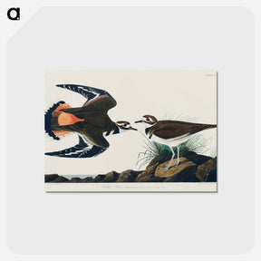 アートポストカード-Kildeer Plover
 - アメリカの鳥たち Postcard.
