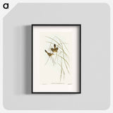 Lineated Warbler
 - オーストラリアの鳥 Poster.