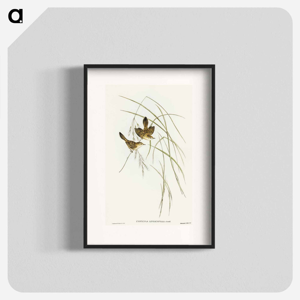 アートポスター-Lineated Warbler
 - オーストラリアの鳥 Poster.