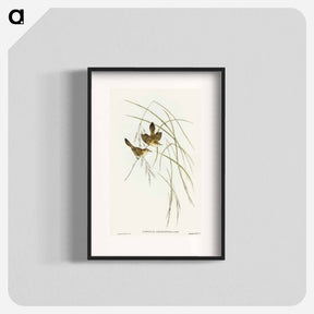 アートポスター-Lineated Warbler
 - オーストラリアの鳥 Poster.