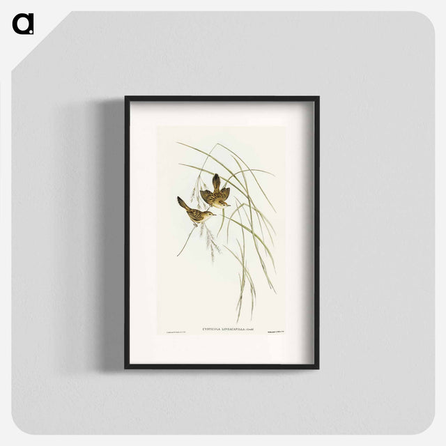 アートポスター-Lineated Warbler
 - オーストラリアの鳥 Poster.