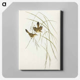 Lineated Warbler
 - オーストラリアの鳥 Canvas.