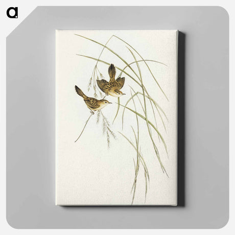 アートパネル-Lineated Warbler
 - オーストラリアの鳥 Canvas.