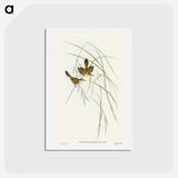 アートポストカード-Lineated Warbler
 - オーストラリアの鳥 Postcard.