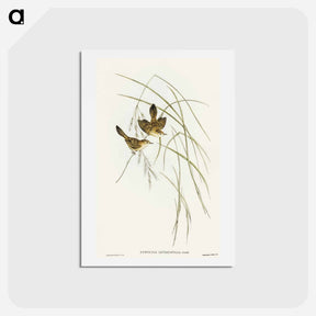 アートポストカード-Lineated Warbler
 - オーストラリアの鳥 Postcard.