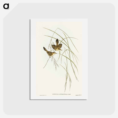アートポストカード-Lineated Warbler
 - オーストラリアの鳥 Postcard.