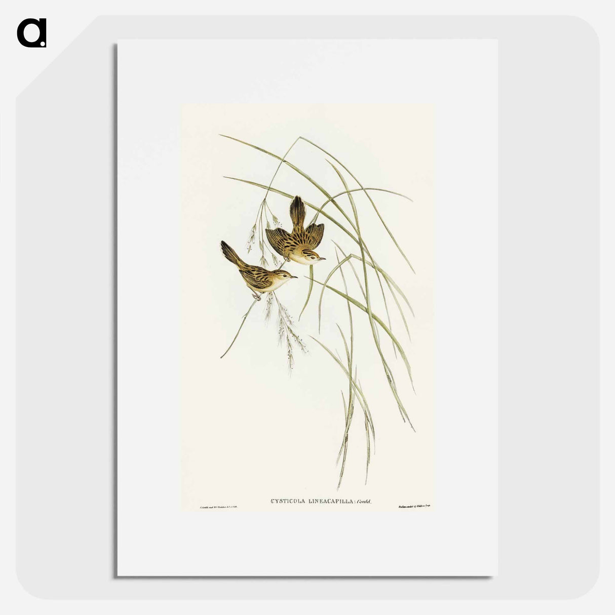 アートポスター-Lineated Warbler
 - オーストラリアの鳥 Poster.