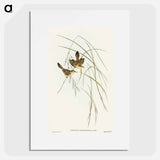 アートポスター-Lineated Warbler
 - オーストラリアの鳥 Poster.